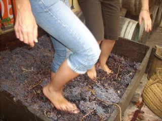 Pisada Tradicional de uvas